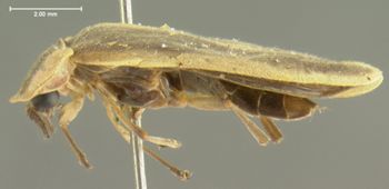 Media type: image;   Entomology 2784 Aspect: habitus lateral view